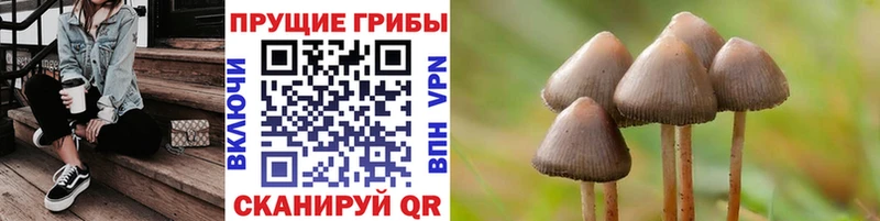 закладка  mega вход  Псилоцибиновые грибы мицелий  Новый Уренгой 